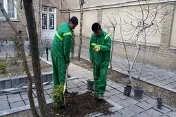 توزیع نهال رایگان در گلستان