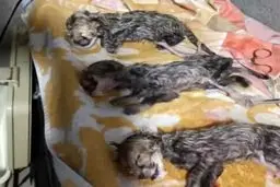 یکی از سه توله یوز‌های «ایران» تلف شد