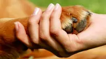 7 اقدام نهمین رئیس‌جمهوری برای حمایت و حفاظت از حیوانات و حیات‌ وحش