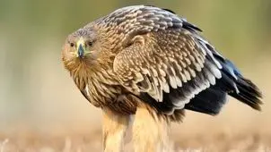 بازگشت پرنده شکاری کمیاب به طبیعت مازندران