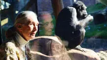 جین گودال درگذشت  
