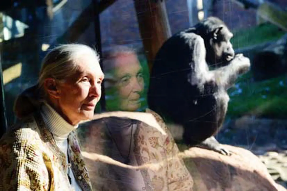 جین گودال درگذشت  

