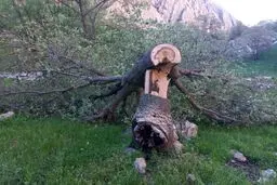 دانش‌آموز مینودشتی مصدوم شده در اردوی مدرسه جان باخت/ دادستان مینودشت: حادثه بر اثر سقوط درخت رخ داده 
