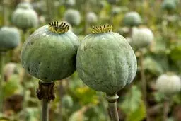 تکلیف کشت خشخاش مشخص شد