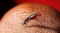 افزایش قابل توجه ابتلا به مالاریا در هرمزگان