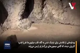 میمون کوچکی که دل کاربران اینترنت را لرزاند+ ویدئو