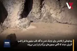 میمون کوچکی که دل کاربران اینترنت را لرزاند+ ویدئو