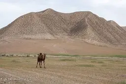 وقتی صحرا شهر باستانی را می‌بلعد