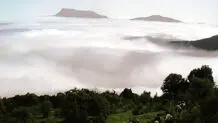 فاجعه قطع درختان ۷۰ ساله در جنگل بهشهر/ ویدئو
