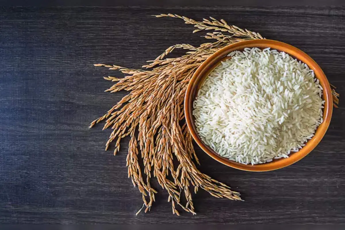 محدودیت کشت برنج در مناطق کم‌آب بر اساس الگوی جدید کشت

