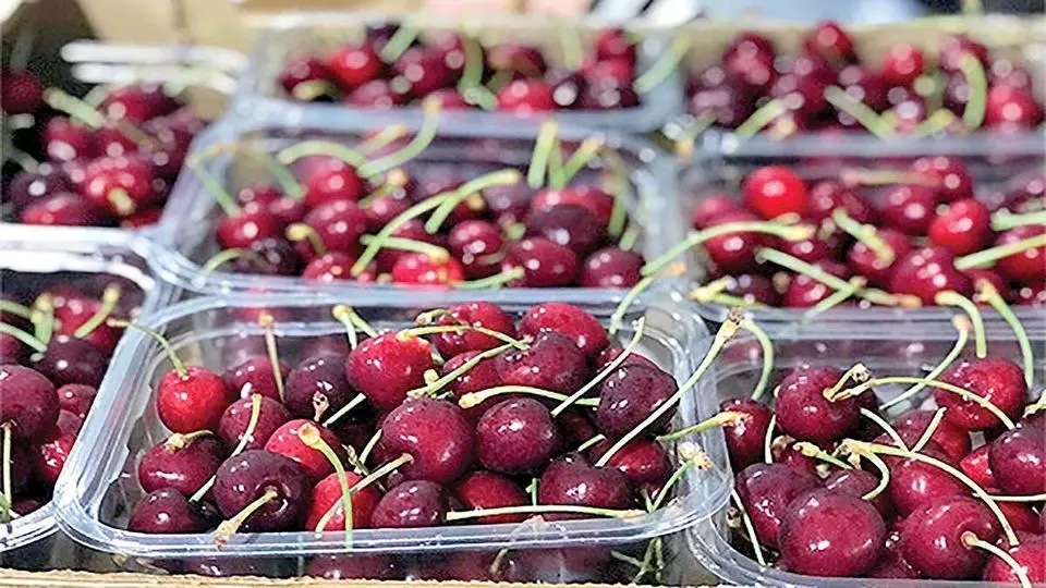 قیمت نجومی گیلاس نوبرانه