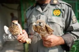 پرندگان شکاری درمان شده در همدان رها شدند + عکس 