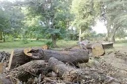 حکم قطع ۵۰ درخت در بوستان کوهپایه صادر شد

