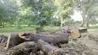 حکم قطع ۵۰ درخت در بوستان کوهپایه صادر شد


