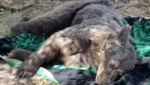 یک قلاده خرس قهوه‌ای در گیلانغرب تلف شد