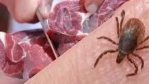 ابتلای ۱۸ نفر و یک مورد فوتی با تب کریمه کنگو