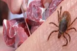 ابتلای ۱۸ نفر و یک مورد فوتی با تب کریمه کنگو