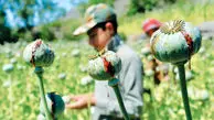 افزایش ۳ برابری درآمد کشاورزان افغان بابت کشت تریاک
