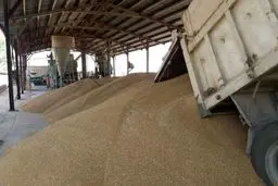 بیش از ۳۰ هزار میلیارد ریال از مطالبات گندمکاران همدانی پرداخت شد