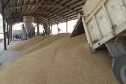 بیش از ۳۰ هزار میلیارد ریال از مطالبات گندمکاران همدانی پرداخت شد