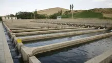 سازمان محیط‌زیست مجوز پرورش ماهی تیلاپیا را صادر نمی‌کند
