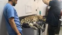 ماجرای ما و پلنگ کلاه قاضی