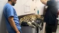 ماجرای ما و پلنگ کلاه قاضی