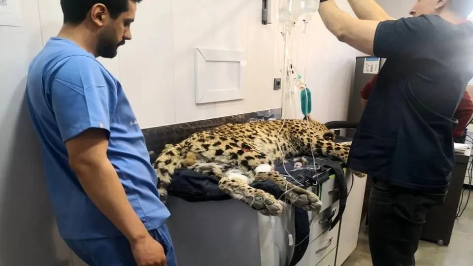 ماجرای ما و پلنگ کلاه قاضی