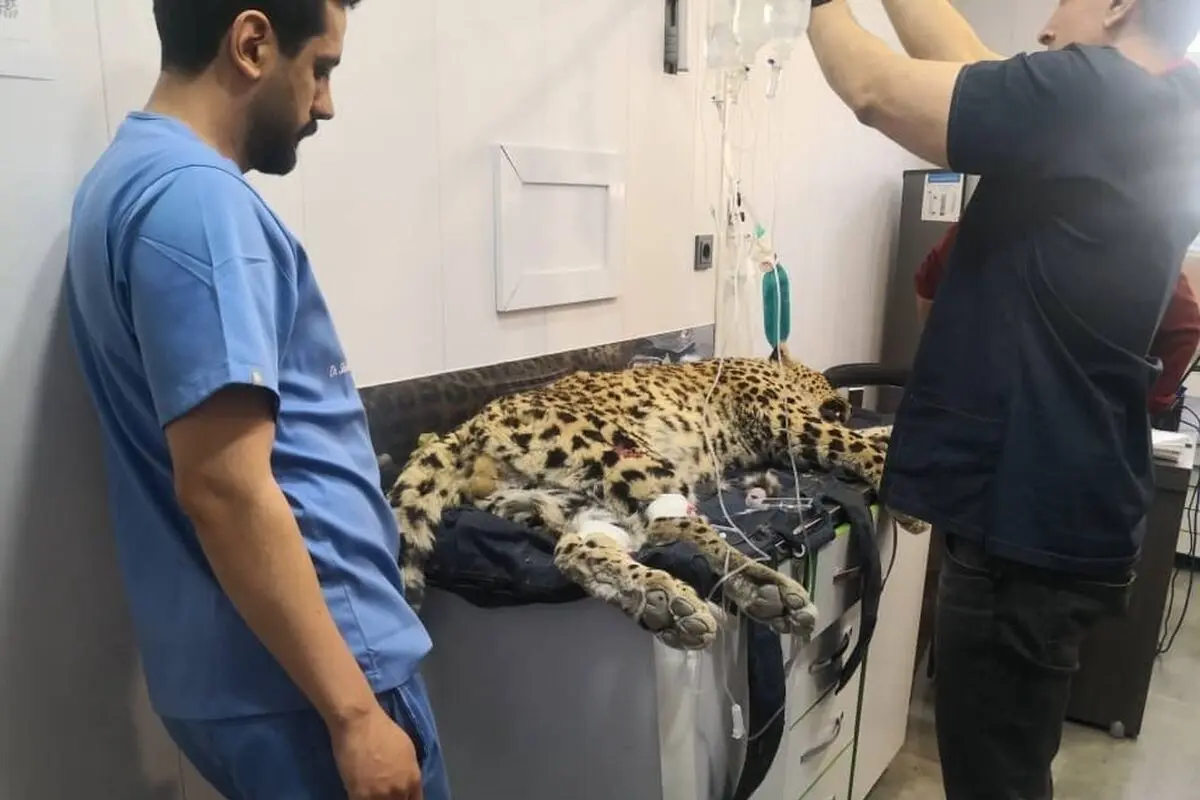 ماجرای ما و پلنگ کلاه قاضی
