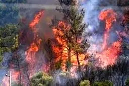 شکارچیان غیرمجاز ‌الیت را آتش زدند‌