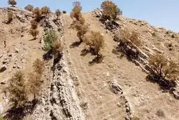سایه مرگ بر سر ۵.۵ میلیون هکتار جنگل زاگرسی/ معیشت ۱.۵ میلیون ایرانی در معرض تهدید

