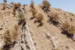 سایه مرگ بر سر ۵.۵ میلیون هکتار جنگل زاگرسی/ معیشت ۱.۵ میلیون ایرانی در معرض تهدید

