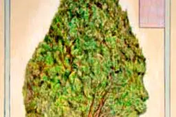 فرار از جهان اساطیری؟