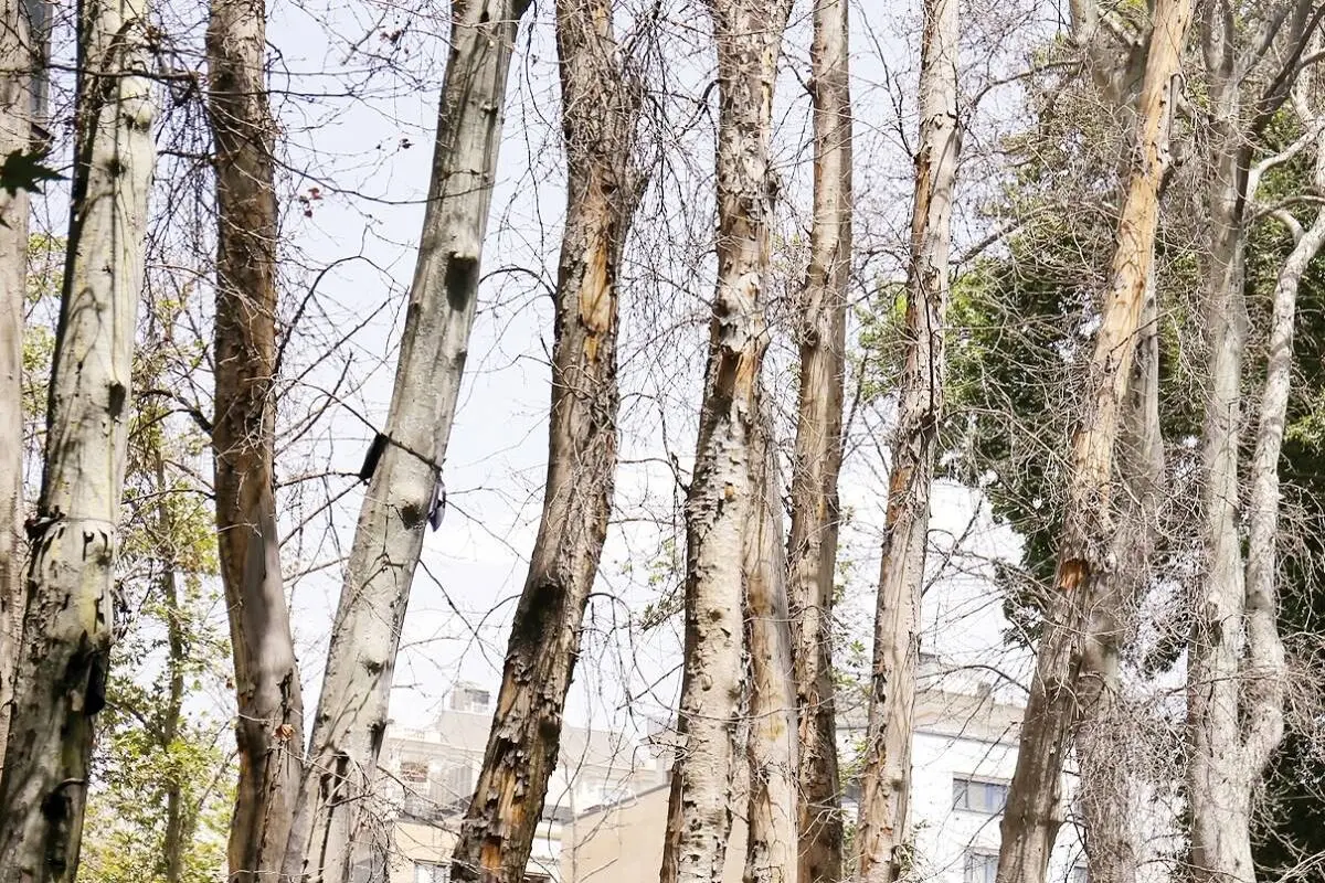 شهرداری مخصوصا درختان میدان آزادی را خشک کرد + تصویر 
