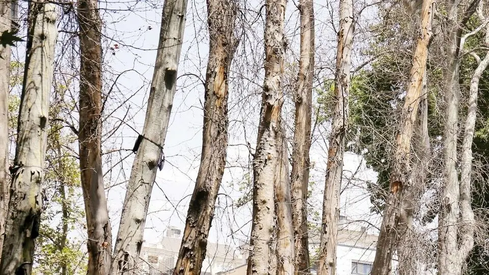 تایید قطع ۱۶هزار درخت در تهران/ علت خشکاندن عمدی درختان در پایتخت چیست؟