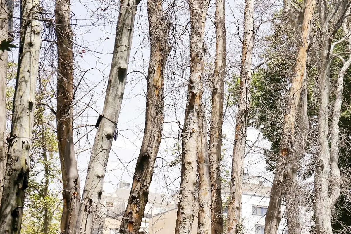 شهرداری مخصوصا درختان میدان آزادی را خشک کرد + تصویر 