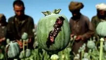عوارض بی‌شمار گران شدن تریاک