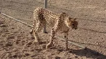 بیماری دلبر،‌ پلنگ توران چه بود؟