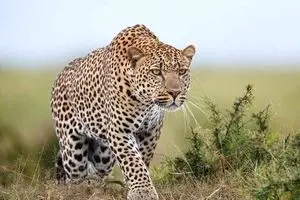 ثبت تصویر ۳ فرد پلنگ ایرانی+ ویدئو