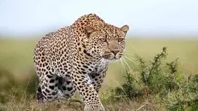 لحظاتی زیبا از شکار و نوشیدن پلنگ ایرانی/ ویدیو