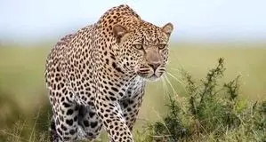 ثبت تصویر ۳ فرد پلنگ ایرانی+ ویدئو