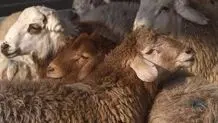 قیمت دام زنده امروز یکشنبه ۱۲ مهر ۱۴۰۵/ قیمت گوسفند زنده امروز چند؟ + جدول