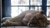 سارقان شیر باغ‌وحش ساری بازداشت شدند