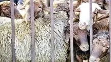 قیمت دام زنده امروز سه‌شنبه ۲۱ مهر ۱۴۰۵/ قیمت گوسفند زنده امروز چند؟ + جدول