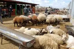 گوسفند زنده برای عید قربان کیلویی ۱۷۰ هزار تومان
