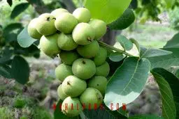 نحوه تهیه و خرید بهترین نهال گردو برای احداث یک باغ تجاری