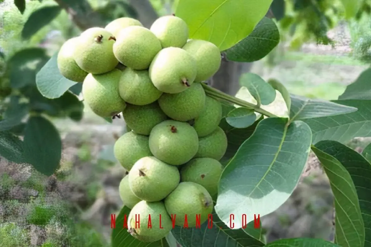 نحوه تهیه و خرید بهترین نهال گردو برای احداث یک باغ تجاری