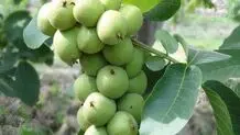 نحوه تهیه و خرید بهترین نهال گردو برای احداث یک باغ تجاری