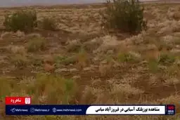 مشاهده یوزپلنگ آسیایی در فیروزآباد + ویدئو