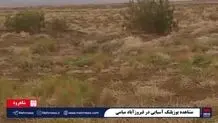 مشاهده یوزپلنگ آسیایی در فیروزآباد + ویدئو